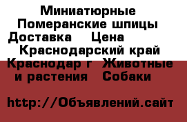 Миниатюрные, Померанские шпицы. Доставка. › Цена ­ 30 000 - Краснодарский край, Краснодар г. Животные и растения » Собаки   